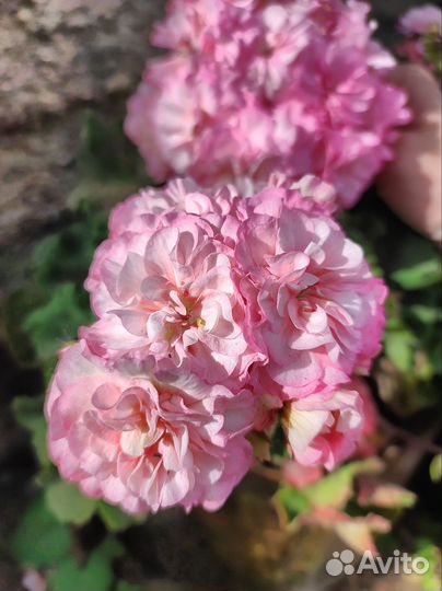 Пеларгония герань та -Марсель