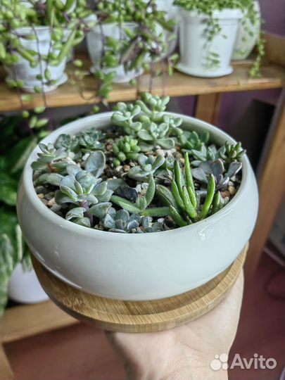 Флорариум суккуленты