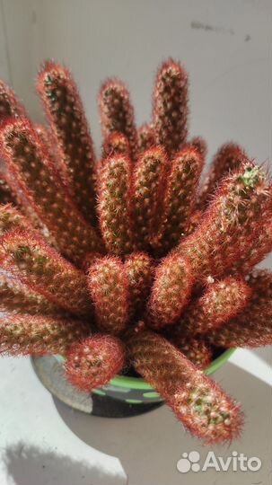 Кактусы и суккуленты