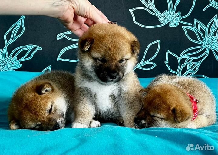 Щенки сиба ину