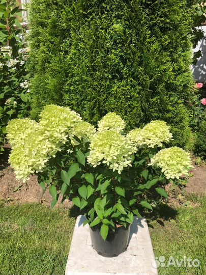 Гортензия метельчатая Royal Flower/Роял Фловер