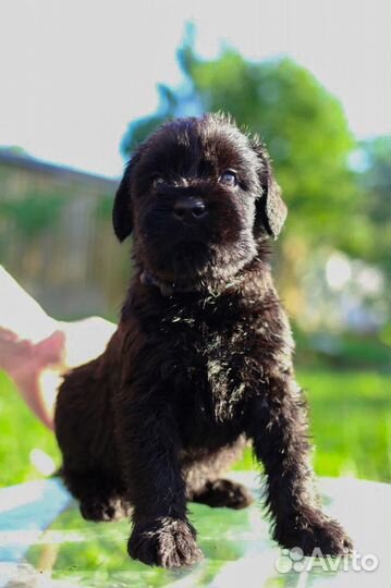 Ризеншнауцер щенки