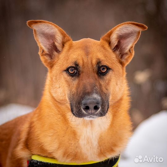 Ириска ищет дом