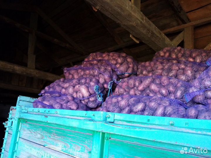 Продам картофель