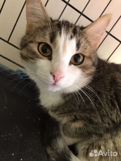 Котёнок на счастье