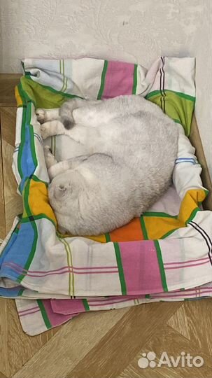 Шотланский кот