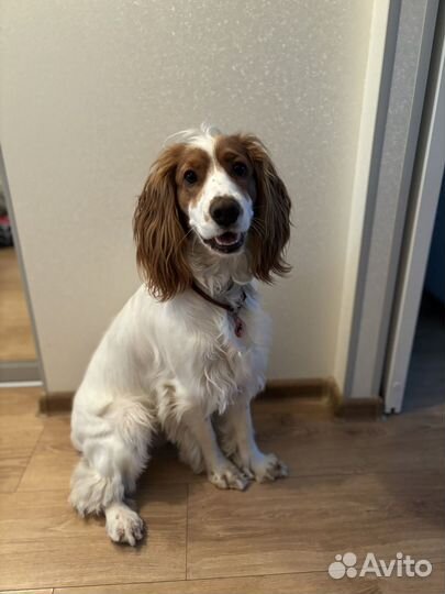Спаниель вязка