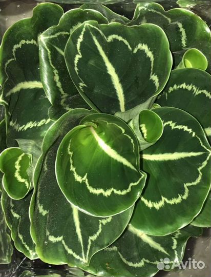 Калатея Apple bi