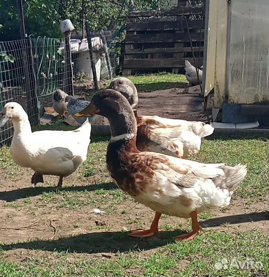 Утята,утки голубой Фаворит,гуси Линда