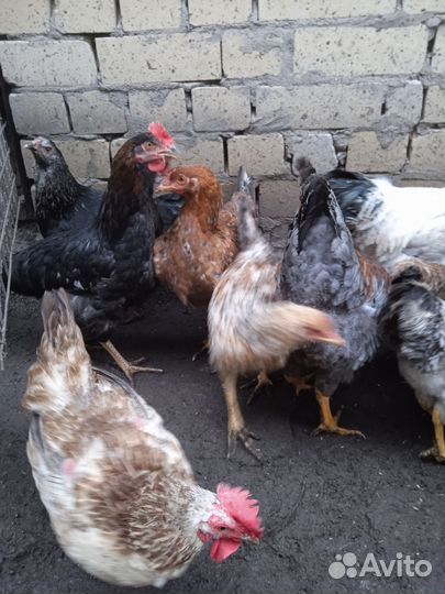 Куры, петухи