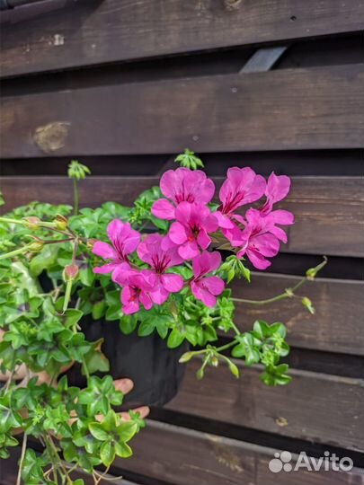 Пеларгония ампельная, саженцы