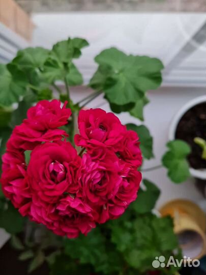 Пеларгония герань сортовая