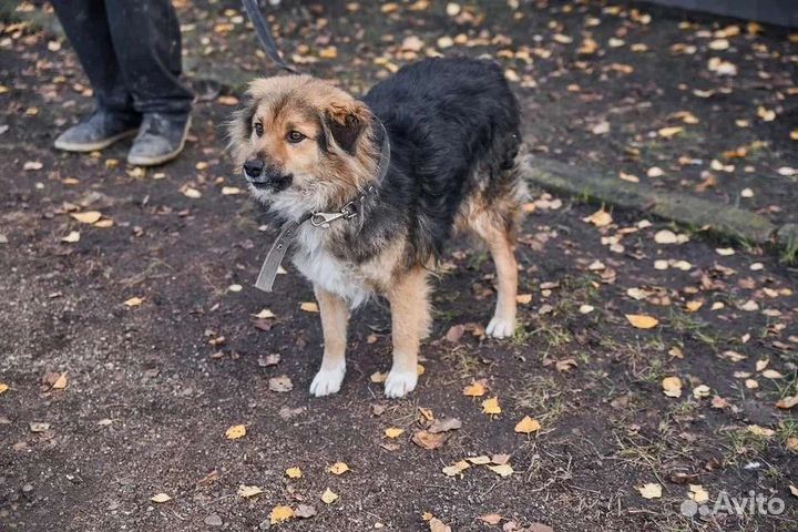 Отличный пес Красавчик ищет дом