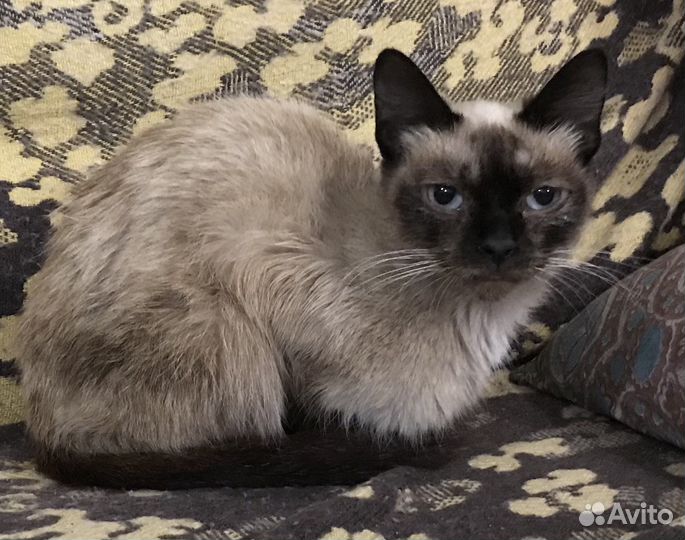 Кошка ищет дом. Давайте ей поможем