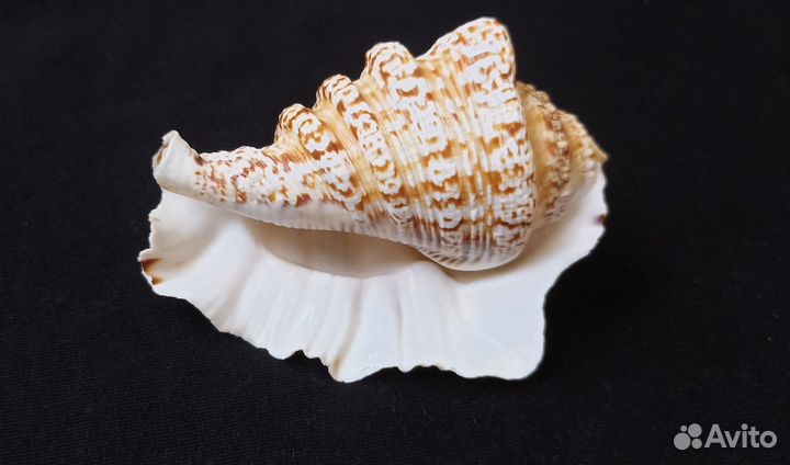 Морские ракушки раковины