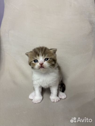 Шотландские вислоухие и прямоухие котята