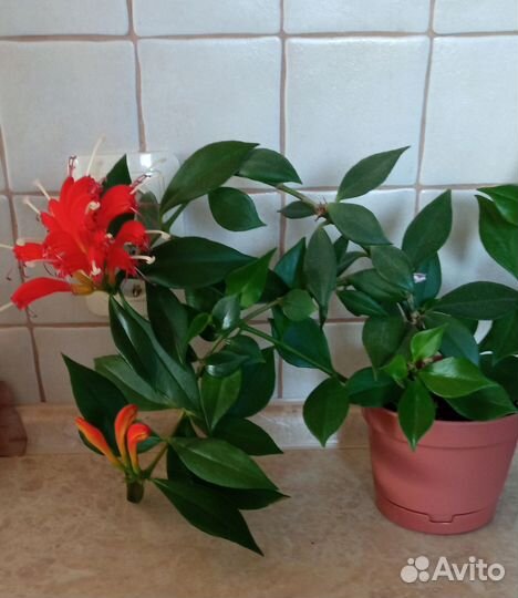 Эсхинантус Жар- птица