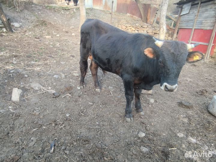Быки, корова