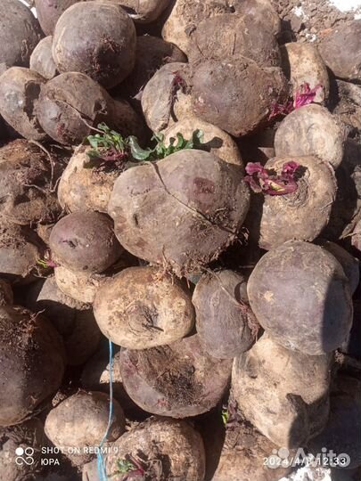 Свекла некондиция