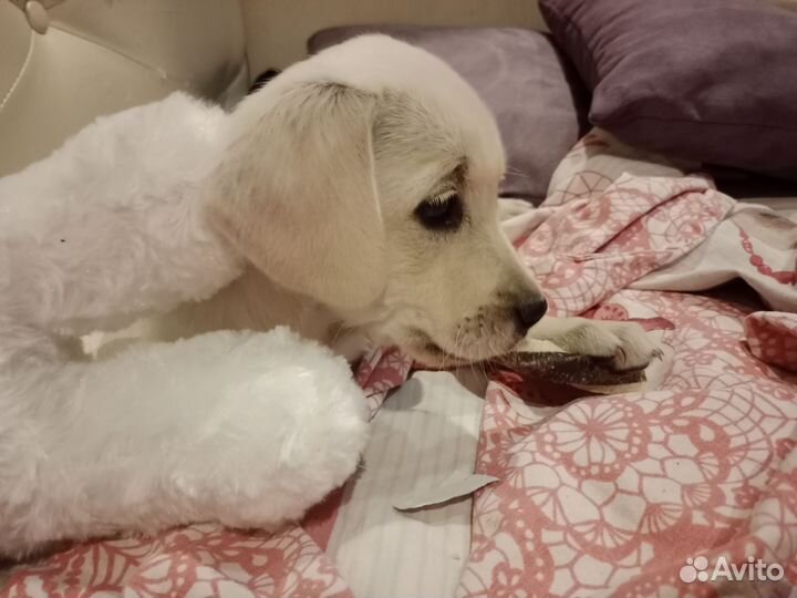 Лабрадор (девочка)