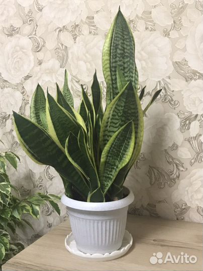 Сансевиерия