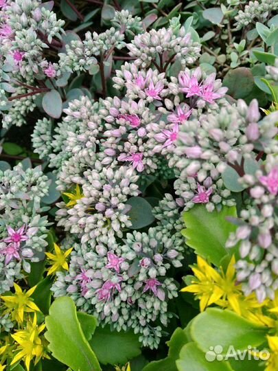 Седум Эверса