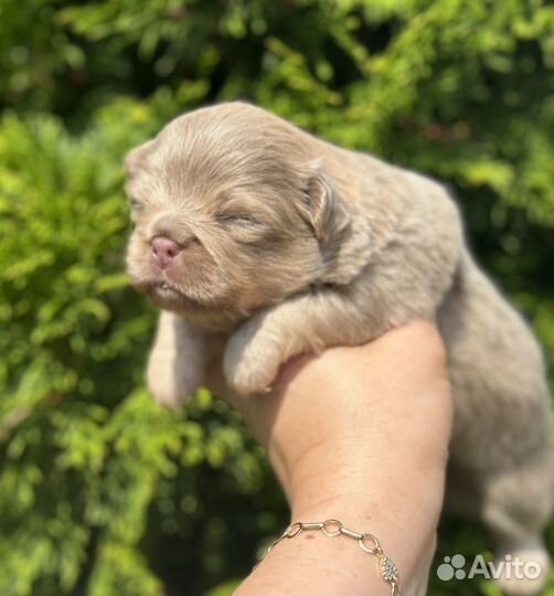 Щенки чихуахуа