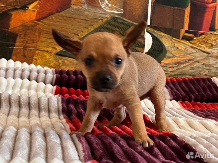 Той-терьер щенки