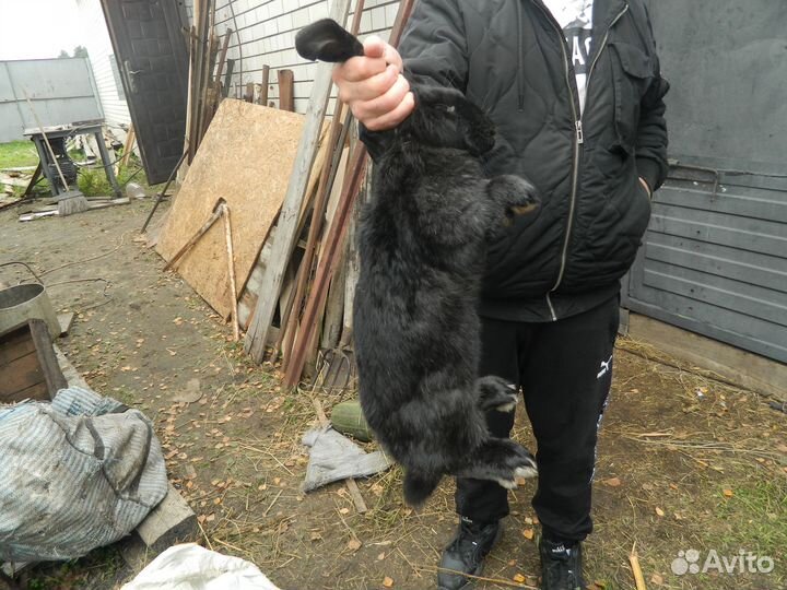 Продам кроликов