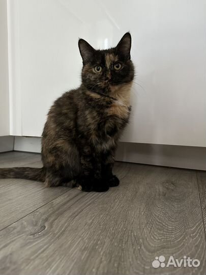 Кошка в дар