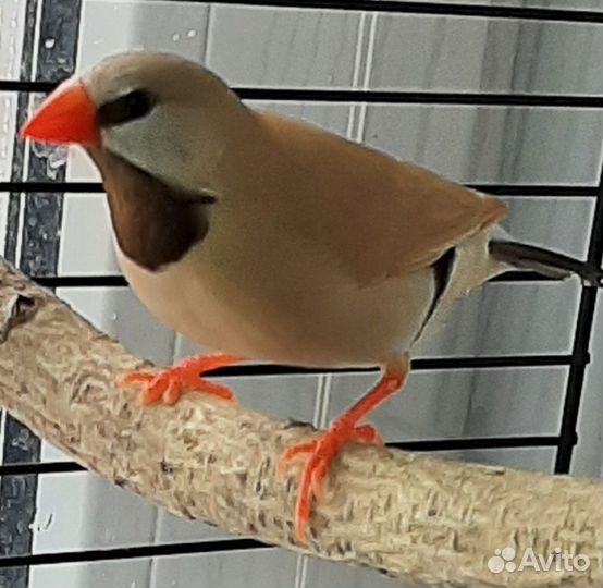 Острохвостые амадины