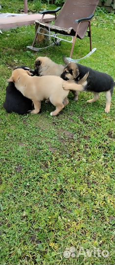 Щенки алабая в добрые руки