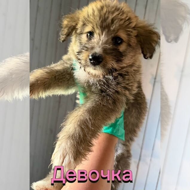 Мальтипу, щенок