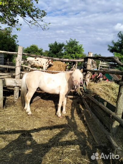 Продаю пони