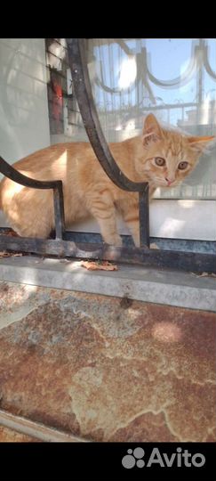 Котята разного окраса -район цирка, возраст 4мес