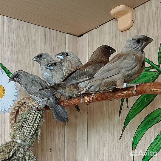 Японские амадины