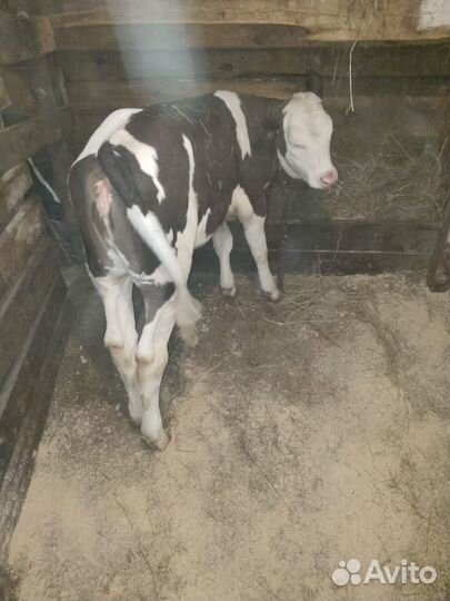 Корова телка