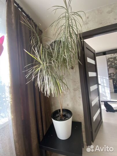 Комнатные растения большие