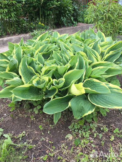 Хоста более 15 видов