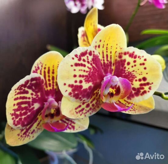Орхидея фаленопсис Karin Aloha, Голландия