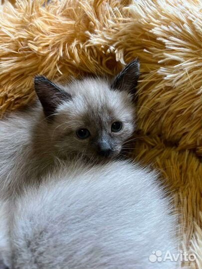 Кошка тайская