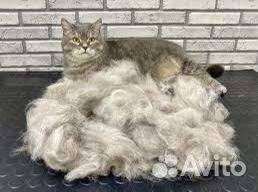 Стрижка кошек, экспресс линька кошек