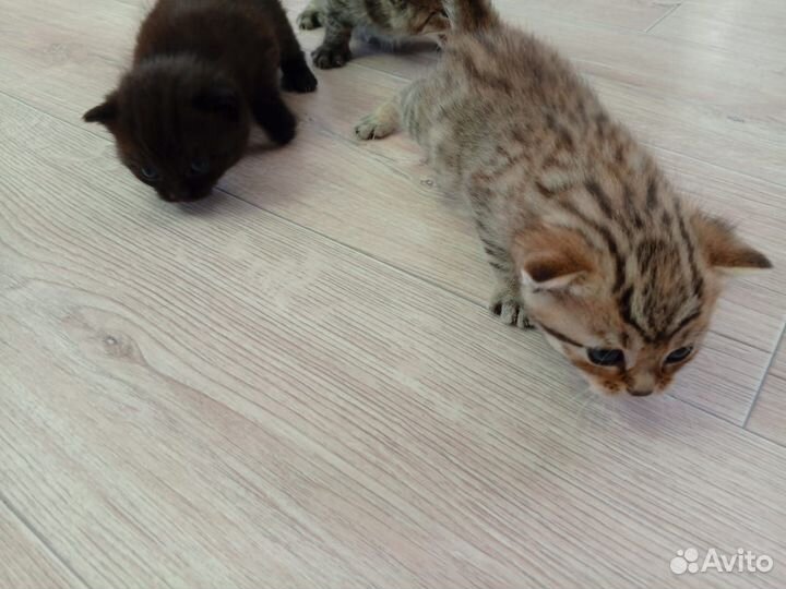 Кошки в добрые руки