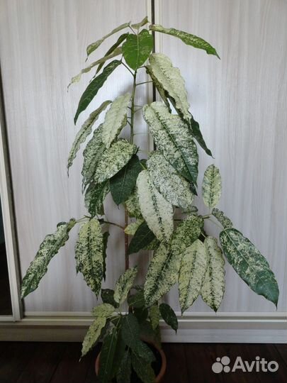 Фикус Алтиссима Нью Клон