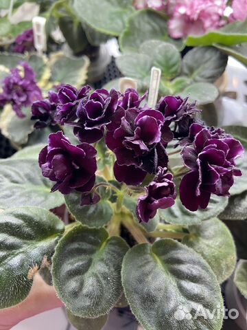 Черенки сортовых фиалок на срез