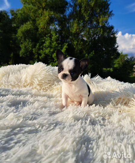 Мини эксклюзивчик