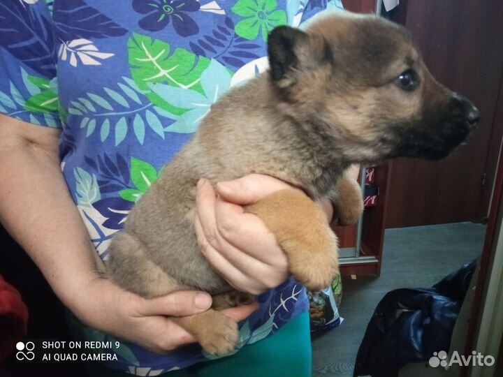 Щенки в добрые руки