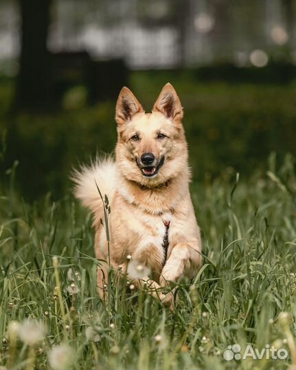 Небольшая собачка ищет дом