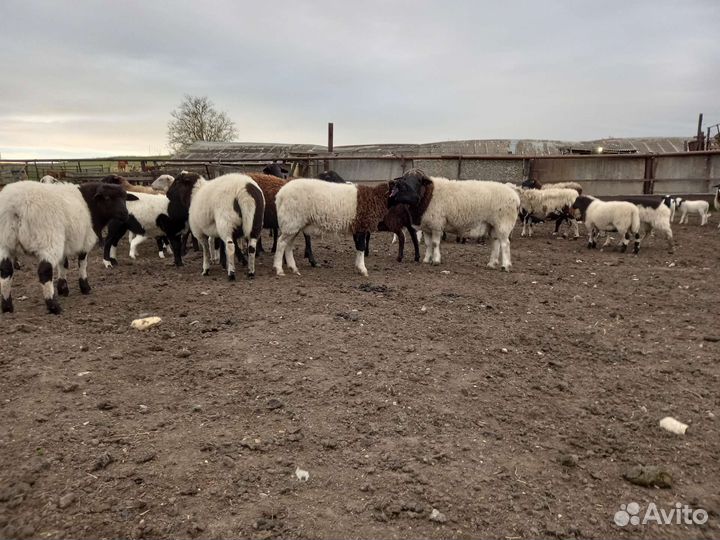 Бараны дорперы