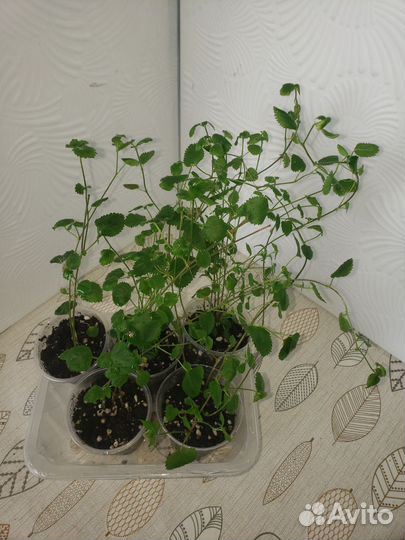 Акалифа лисий хвост